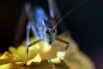 Grasshopper on a Flower, OEGV01P01_10B