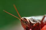 Scary Grasshopper Face, Antennas, OEGV01P01_19.0893