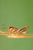 Grasshopper, Africa, OEGV01P02_10.0893