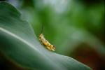 Grasshopper, Fada N'Gourma, OEGV01P02_11.3334
