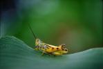 Grasshopper, Fada N'Gourma, OEGV01P02_12.3334