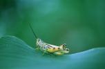 Grasshopper, Fada N'Gourma, OEGV01P02_12