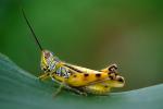 Grasshopper, Fada N'Gourma, OEGV01P02_12B