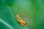 Grasshopper, Fada N'Gourma, OEGV01P02_13.0893