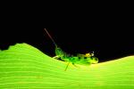 Grasshopper, Fada N'Gourma, OEGV01P02_18.0893