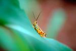 Grasshopper, Africa, Fada N'Gourma