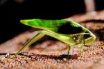 Grasshopper, Cancun, Mexico, OEGV01P03_03.0893
