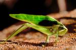 Grasshopper, Cancun, Mexico, OEGV01P03_06.0893