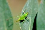 Grasshopper, OEGV01P03_16.0893