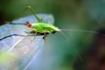 Grasshopper, OEGV01P03_18.0893