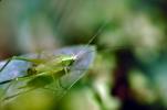 Grasshopper, OEGV01P03_19.3334