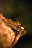 Praying Mantis, Topanga Canyon, Mantodea, Neoptera, Dictyoptera, Biomimicry, OEGV01P05_17.3334