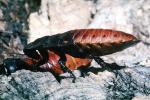 Madagascar Hissing Cockroach, (Gromphadorhina portentosa), Blattaria, Blattidae, OEGV01P07_15
