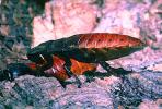 Madagascar Hissing Cockroach, (Gromphadorhina portentosa), Blattaria, Blattidae, OEGV01P07_15B