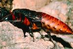 Madagascar Hissing Cockroach, (Gromphadorhina portentosa), Blattaria, Blattidae, OEGV01P07_16.0357