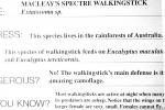 Macleay's Spectre Walkingstick, (Extatosoma tiaratum), Phasmid, Phasmatodea, Phasmatidae, Extatosomatinae, Biomimicry
