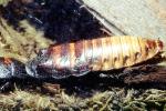 Madagascar Hissing Cockroach, (Gromphadorhina portentosa), Blattaria, Blattidae, OEGV01P08_08