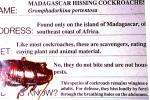Madagascar Hissing Cockroach, (Gromphadorhina portentosa), Blattaria, Blattidae, OEGV01P08_09
