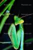 Sri Lanka Mantis (Hierodula membranacea), Pterygota, Neoptera, Dictyoptera, Leaf Insect, Mantid, Biomimicry, OEGV01P08_13.0357