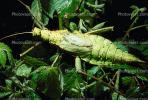 Thorny Phasmid, (Heteropteryx dilatata), Phasmatodea, Leaf Insect, Biomimicry, OEGV01P09_02.0357