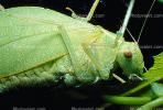 Greater Angle-wing Katydid, (Microcentrum rhombifolium), Ensifera, Tettigonioidea, Tettigoniidae, Angular-Winged Katydid, Biomimicry, OEGV01P09_04.0357