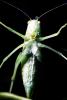Greater Angle-wing Katydid, (Microcentrum rhombifolium), Ensifera, Tettigonioidea, Tettigoniidae, Angular-Winged Katydid, Biomimicry, OEGV01P09_06