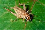 Grasshopper, OEGV01P09_18.0357