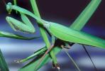 Sri Lanka Mantis (Hierodula membranacea), Pterygota, Neoptera, Dictyoptera, Leaf Insect, Mantid, Biomimicry, OEGV01P10_12.0357