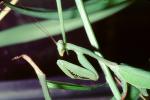 Sri Lanka Mantis (Hierodula membranacea), Pterygota, Neoptera, Dictyoptera, Leaf Insect, Mantid, Biomimicry, OEGV01P10_13