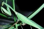 Sri Lanka Mantis, (Hierodula membranacea), Pterygota, Neoptera, Dictyoptera, Leaf Insect, Mantid, Biomimicry, OEGV01P10_14