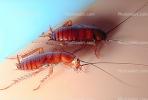 American Cockroach, (Periplaneta americana), OEGV01P10_17.0357