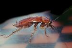 American Cockroach, (Periplaneta americana), OEGV01P11_01B