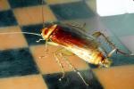 American Cockroach, (Periplaneta americana), OEGV01P11_02