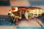 American Cockroach, (Periplaneta americana), OEGV01P11_07