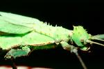 Thorny Phasmid, (Heteropteryx dilatata), Phasmatodea, Leaf Insect, Biomimicry, OEGV01P11_14