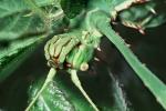 Thorny Phasmid, (Heteropteryx dilatata), Phasmatodea, Leaf Insect, Biomimicry, OEGV01P11_18