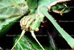 Thorny Phasmid, (Heteropteryx dilatata), Phasmatodea, Leaf Insect, Biomimicry, OEGV01P11_19