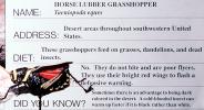 Horse Lubber Grasshopper (Taeniopoda eques)