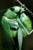 Greater Angle-wing Katydid, (Microcentrum rhombifolium), Ensifera, Tettigonioidea, Tettigoniidae, Angular-Winged Katydid, Biomimicry, OEGV01P13_07