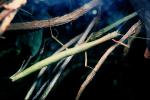 Walking Stick, , BiomimicryExtatosomatinae, OEGV01P14_07