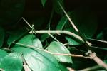 Vietnamese Walkingstick, (Medauroidea extradentata), Phasmatodea, Phasmatidae, Phasmid, OEGV01P14_14