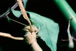 Vietnamese Walkingstick, (Medauroidea extradentata), Phasmatodea, Phasmatidae, Phasmid, OEGV01P14_15