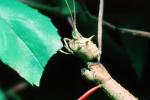 Vietnamese Walkingstick, (Medauroidea extradentata), Phasmatodea, Phasmatidae, Phasmid, OEGV01P14_16
