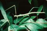Vietnamese Walkingstick, (Medauroidea extradentata), Phasmatodea, Phasmatidae, Phasmid, OEGV01P14_17
