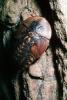 Death's Head Cockroach, (Blaberus giganteus), OEGV01P15_05