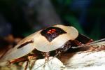 Trinidad Wood Cockroach, (Blaberus giganteus), Blattodea, Blaberidae, OEGV02P01_06