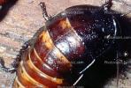 Madagascar Hissing Cockroach, (Gromphadorhina portentosa), Blattaria, Blattidae, OEGV02P01_12B