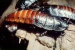 Madagascar Hissing Cockroach, (Gromphadorhina portentosa), Blattaria, Blattidae, OEGV02P01_14