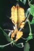 Phasmid, Phasmatodea, Phasmatidae, Leaf Insect, OEGV02P01_15