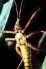 Eastern Lubber Grasshopper, (Romelea guttata), Romaleidae, OEGV02P01_18